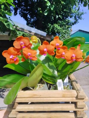 Orchidius 1