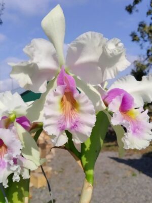 (Brassavola digbyana x Rhyncholaeliocattleya Young Kong) 'ORCHIS'