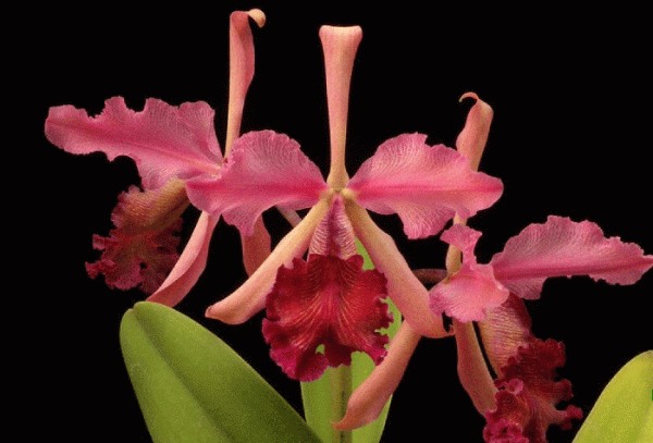 Acineta barkerii - Image 3