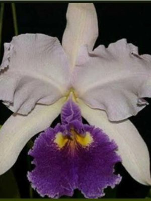 Acineta barkerii