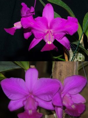 Cattleya walkeriana [rubra pelorica 'Esperada' x (rubra flamea 'Portinari' x SLF)]