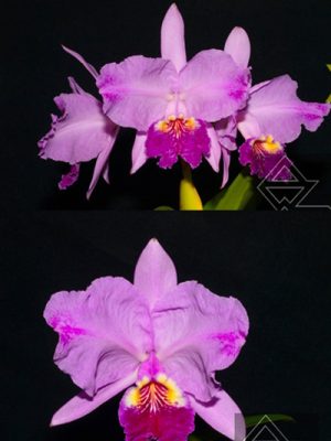 Cattleya lueddemanniana flamea ('Carabobo' x 'Viana')