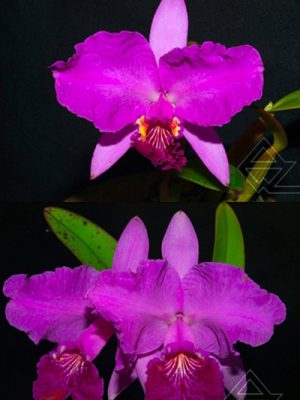 Cattleya lueddemanniana (rubra aquinada 'Vesuvio' x rubra)