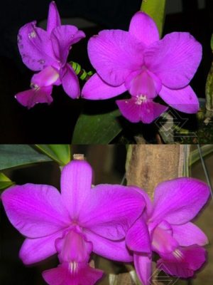 Cattleya walkeriana [tipo 'Rio Claro' x (rubra flamea 'Portinari' x SLF)]