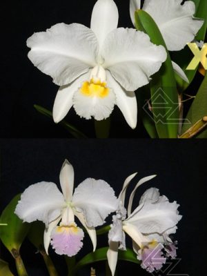 Cattleya lueddemanniana (alba 'Orion' x carnea 'Drago')
