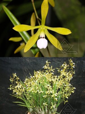 Encyclia amicta 'B'	x Encyclia amicta 'A'