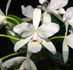 Cattleya skinneri (coerulescens x semi alba 'Danae')