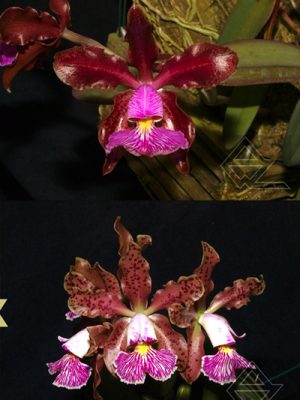 Cattleya schilleriana ('Sublime' x 'Zaslawski')