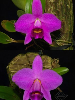 Laelia praestans (rubra 'Tormenta' x escura 'Bella')