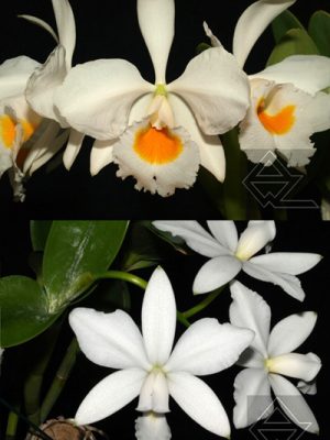 Cattleya Brymeriana (= C. eldorado alba x C. violacea alba)