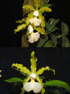 Cattleya schilleriana albina ('Green Jade' x 'Biala')