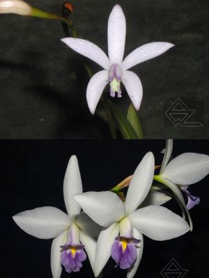 Laelia crispilabia caerulea x Laelia anceps caerulea