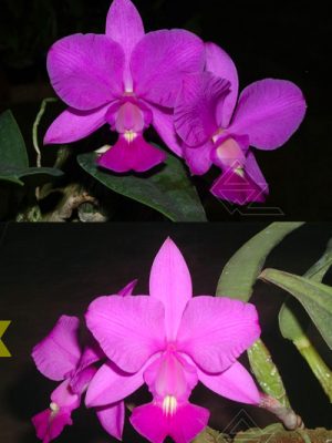 Catteya walkeriana (rubra 'Suprema' x 'Dayane Wenzel') x sib