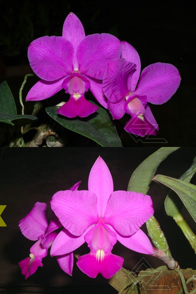 Catteya walkeriana (rubra ‘Suprema’ x ‘Dayane Wenzel’) x sib