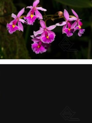 Epidendrum calanthum
