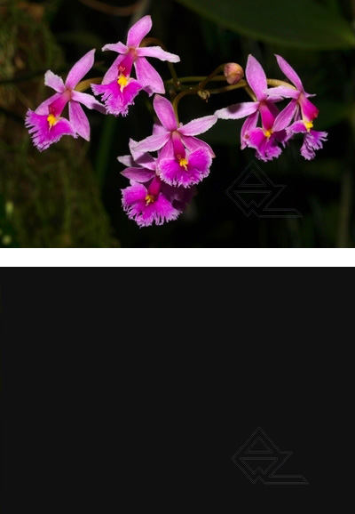 Epidendrum calanthum