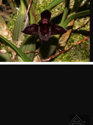 Maxillaria schunkeana