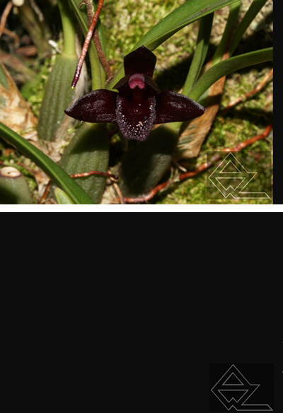 Maxillaria schunkeana