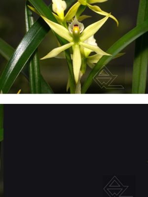 Prosthechea calimaniorum
