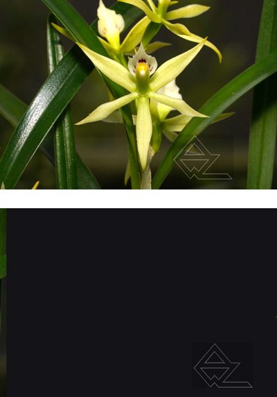 Prosthechea calimaniorum