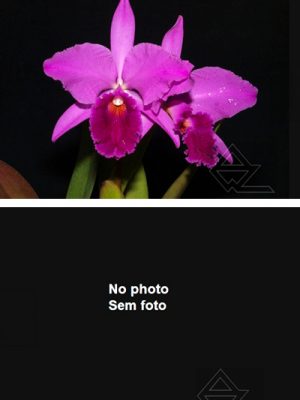 Cattleya labiata rubra ('Morena' x 'Black')