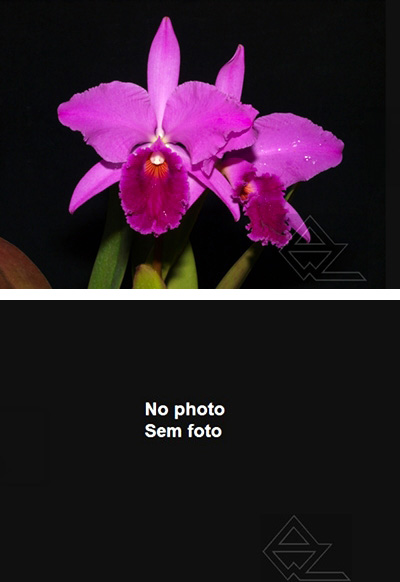 Cattleya labiata rubra (‘Morena’ x ‘Black’)
