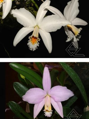 Laelia jongheana (alba 'Linda' x 'Clarinha')
