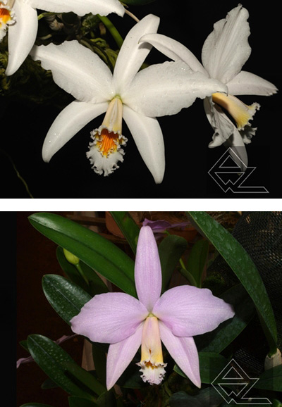 Laelia jongheana (alba ‘Linda’ x ‘Clarinha’)