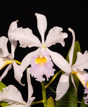 Cattleya warscewiczii semi alba delicata 'Suspiro' x SELF