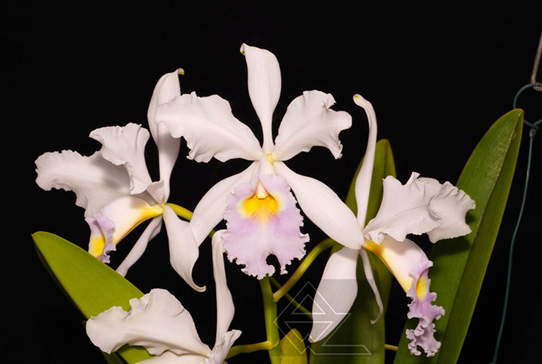 Cattleya warscewiczii semi alba delicata ‘Suspiro’ x SELF