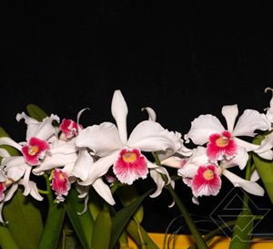 Laelia purpurata carnea 'Pitanga' x SELF