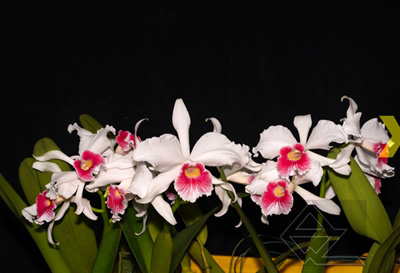 Laelia purpurata carnea ‘Pitanga’ x SELF