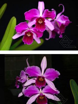 Laelia purpurata (rubra flamea 'Osorio' x escura flamea)