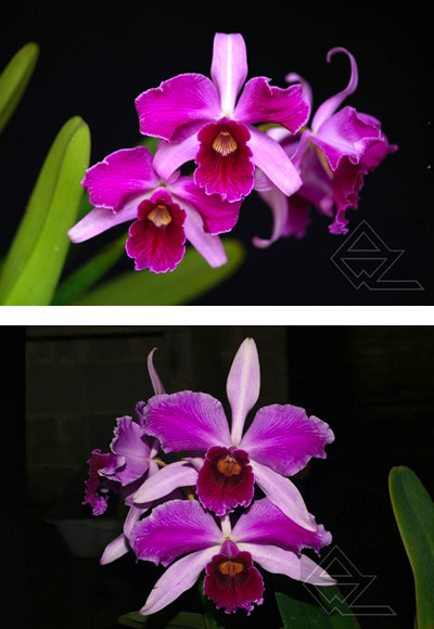 Laelia purpurata (rubra flamea ‘Osorio’ x escura flamea)