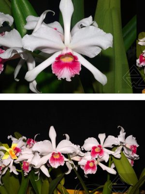 Laelia purpurata carnea ('SH' x 'Pitanga')