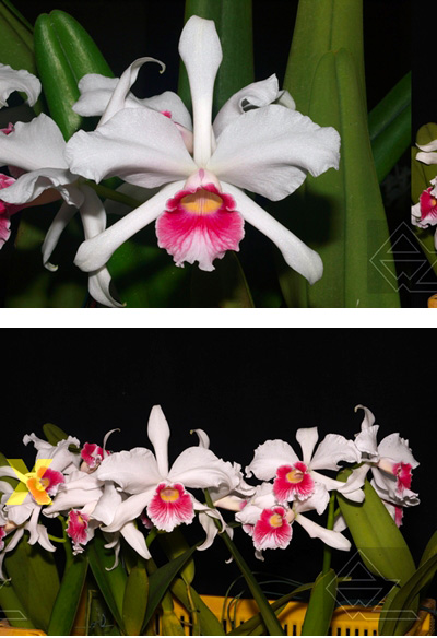 Laelia purpurata carnea (‘SH’ x ‘Pitanga’)