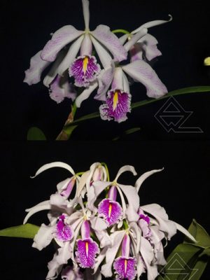Cattleya maxima semi alba ['La Pedrena' x (4/4)]