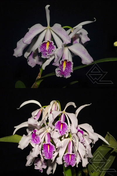Cattleya maxima semi alba [‘La Pedrena’ x (4/4)]