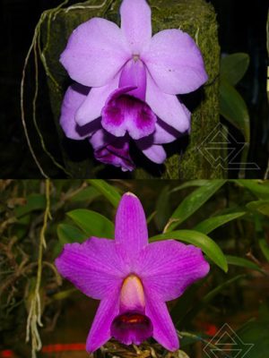 Laelia praestans escura ['Catatau' (11 cm) x 'Boneca']