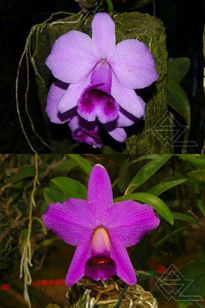 Laelia praestans escura [‘Catatau’ (11 cm) x ‘Boneca’]