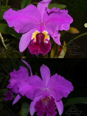 Cattleya lueddemanniana escura ('Rubi' x 'Tempestade')