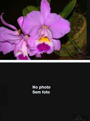 Cattleya warneri ('Oktoberfest' x 'Bouganville')