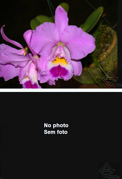 Cattleya warneri (‘Oktoberfest’ x ‘Bouganville’)