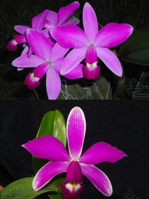 Cattleya violacea (rubra flamea 'Alcebiades' x semi-alba flamea 'Negra')