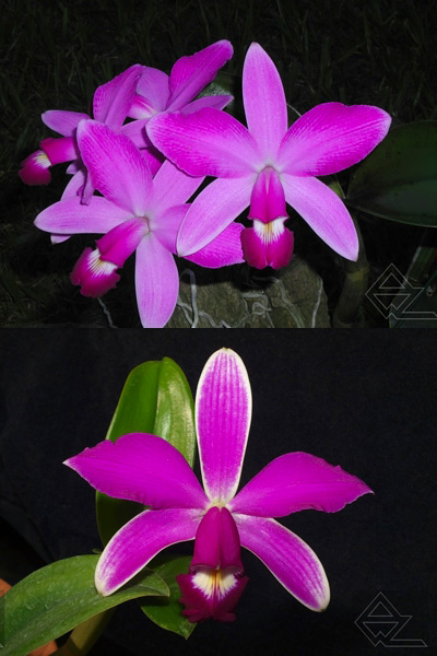 Cattleya violacea (rubra flamea ‘Alcebiades’ x semi-alba flamea ‘Negra’)