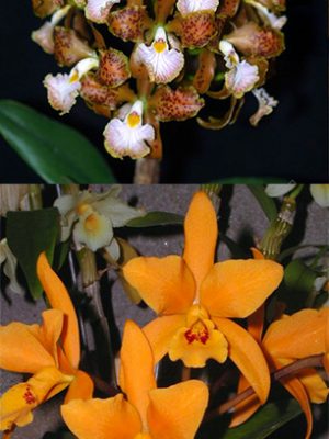 Cattleya velutina x Laeliocattleya Gold Digger 'Orchidglade's Mandarin'