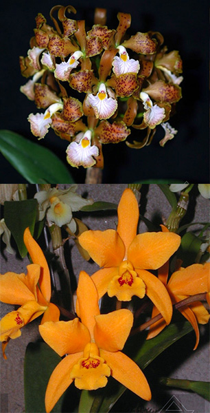 Cattleya velutina x Laeliocattleya Gold Digger ‘Orchidglade’s Mandarin’
