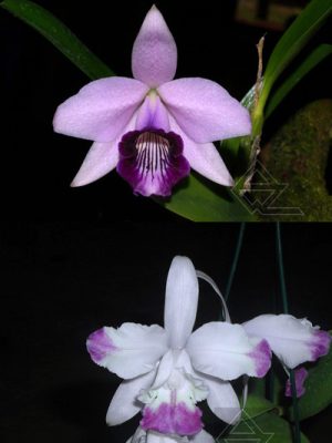 Laelia dayana coerulea x Cattleya intermedia coerulea trilabelo