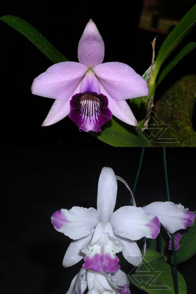 Laelia dayana coerulea x Cattleya intermedia coerulea trilabelo