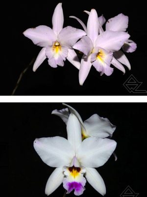 Laelia anceps (vestalis 'Figment' AM/AOS x semi-alba 'SanBar Snow Queen')